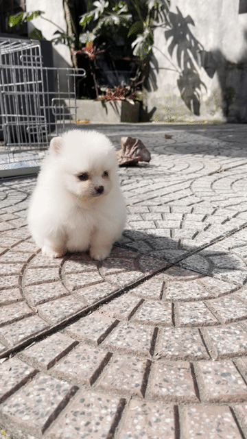 Pom mini teacup nhỏ khoẻ thuần chủng có giấy. Mua bán Chó tại Thành phố Huế Thừa Thiên Huế được đăng bởi Chaien Pet Shop hình 1