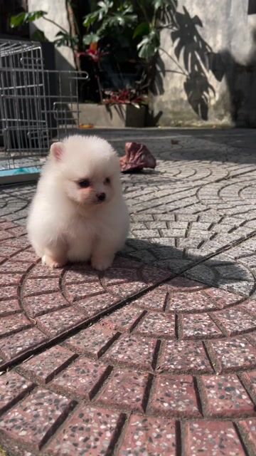 Pom mini teacup nhỏ khoẻ thuần chủng có giấy. Mua bán Chó tại Thành phố Huế Thừa Thiên Huế được đăng bởi Chaien Pet Shop hình 1