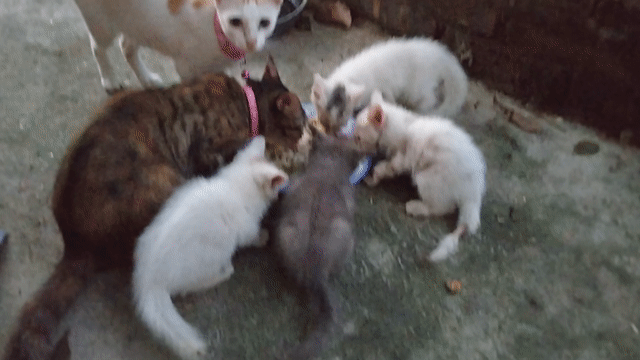 Mèo Xiêm mắt xanh dưới 3 tháng. Mua bán Mèo tại Huyện Thanh Trì Hà Nội được đăng bởi Hùng Nguyễn  hình 1
