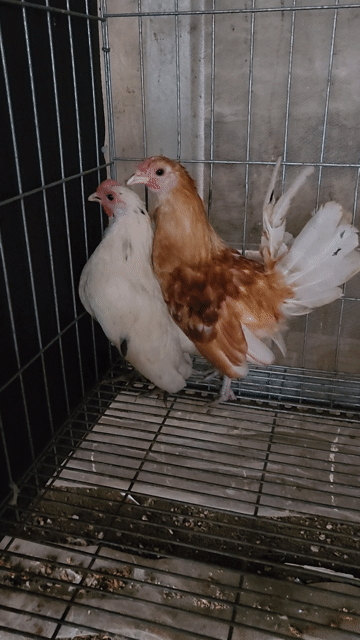 Gà tre Kiris nhiều màu. Mua bán Gà tại Huyện Châu Phú An Giang được đăng bởi Gà kiểng hình 1