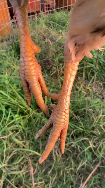 Gà chọi Trắng 2.9kg Đực. Mua bán Gà tại Huyện Thanh Bình Đồng Tháp được đăng bởi Phạm Thế Trân hình 1