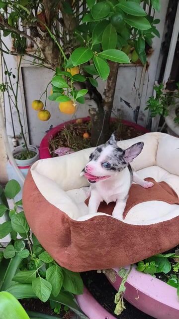 Chihuahua girl merle màu hiếm. Mua bán Chó tại Quận 8 Tp Hồ Chí Minh được đăng bởi ZoZo House Chihuahua hình 1