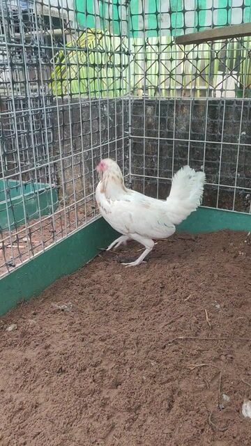 Gà mái tre tơ 1.1kg. Mua bán Gà tại Huyện Chợ Gạo Tiền Giang được đăng bởi chí hình 1
