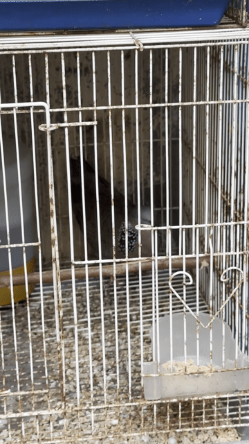 Chim cu gáy Đực tơ. Mua bán Chim tại Huyện Thanh Trì Hà Nội được đăng bởi Ngọc anh hình 1