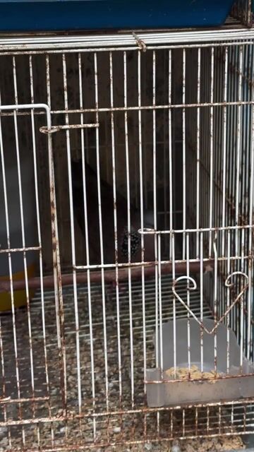 Chim cu gáy Đực tơ. Mua bán Chim tại Huyện Thanh Trì Hà Nội được đăng bởi Ngọc anh hình 1