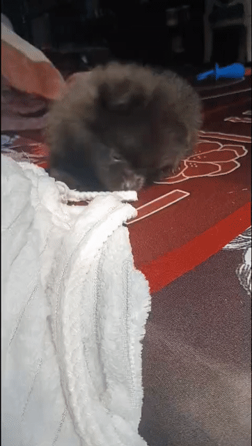 Bán chó Phốc Sóc (Pom) - size tiny/teacup. Mua bán Chó tại Quận 10 Tp Hồ Chí Minh được đăng bởi Quỳnh hình 1