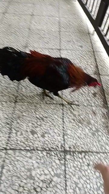 Gà que máu phi Mỹ 2kg6 zin 9th tay tốt. Mua bán Gà tại Thành phố Thủ Đức Tp Hồ Chí Minh được đăng bởi ngô gia thịnh  hình 1