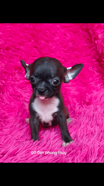 Chihuahua đen phong thủy cái. Mua bán Chó tại Quận 8 Tp Hồ Chí Minh được đăng bởi ZoZo House Chihuahua hình 1