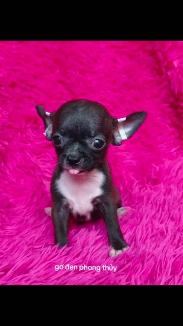 Chihuahua đen phong thủy cái. Mua bán Chó tại Quận 8 Tp Hồ Chí Minh được đăng bởi ZoZo House Chihuahua hình 1