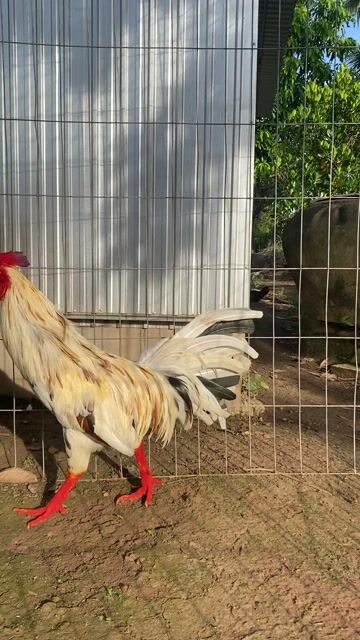 Gà chọi Vàng 2.8kg. Mua bán Gà tại Huyện Châu Thành Đồng Tháp được đăng bởi Hải hình 1