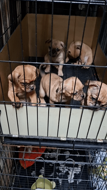 Chó Pug nâu 2 tháng. Mua bán Chó tại Quận Ninh Kiều Cần Thơ được đăng bởi nguyen trúc sang hình 1
