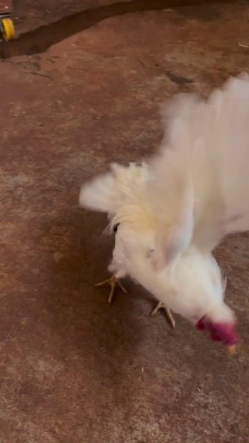 Gà nhạn chân lùn Trắng Trống. Mua bán Gà tại Thị xã Phước Long Bình Phước được đăng bởi hb hình 1