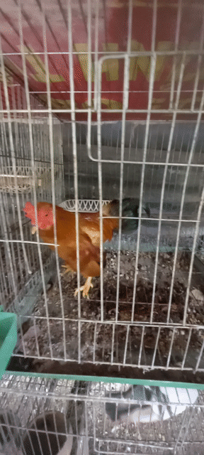 Gà tre Bắc. Mua bán Gà tại Huyện Châu Thành Tiền Giang được đăng bởi Trần Tài 386 hình 1