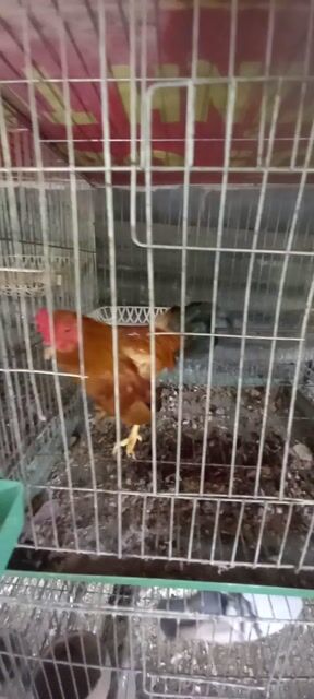 Gà tre Bắc. Mua bán Gà tại Huyện Châu Thành Tiền Giang được đăng bởi Trần Tài 386 hình 1