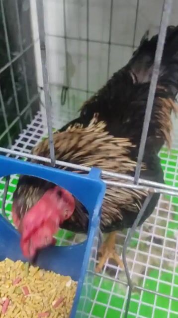 Gà ở quê đem lên zin 1kg6 để lai cho ae. Mua bán Gà tại Quận 8 Tp Hồ Chí Minh được đăng bởi Tuấn Nam  hình 1