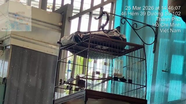 Chim chào mào trống 2-3 tháng. Mua bán Chim tại Thành phố Thủ Đức Tp Hồ Chí Minh được đăng bởi Quang anh hình 1