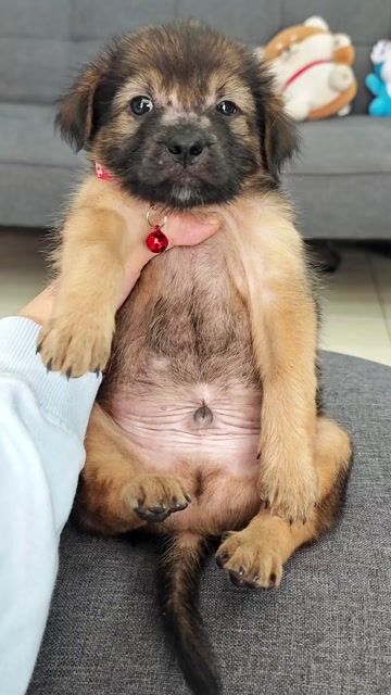 Trai Nhật lai nâu mập mạp hihi😚😍. Mua bán Chó tại Huyện Hóc Môn Tp Hồ Chí Minh được đăng bởi Ánh Dương Pet hình 1