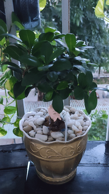 Cây si Nhật Bonsai Khỏe mạnh Xanh lá. Mua bán Cây cảnh, đồ trang trí tại Quận Hải Châu Đà Nẵng được đăng bởi Lê thái thọ  hình 1