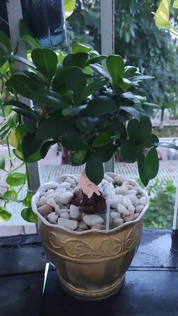 Cây si Nhật Bonsai Khỏe mạnh Xanh lá. Mua bán Cây cảnh, đồ trang trí tại Quận Hải Châu Đà Nẵng được đăng bởi Lê thái thọ  hình 1