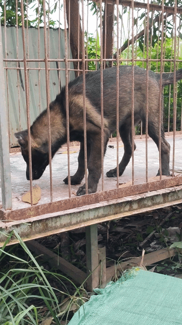 Chó Malinois Becgie Đức 2 tháng Đen nâu vàng. Mua bán Chó tại Thị xã Bến Cát Bình Dương được đăng bởi Viết diện Phạm hình 1