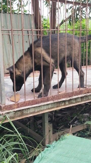 Chó Malinois Becgie Đức 2 tháng Đen nâu vàng. Mua bán Chó tại Thị xã Bến Cát Bình Dương được đăng bởi Viết diện Phạm hình 1