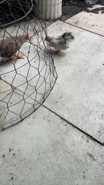 Gà cảnh Tre Bắc mini trắng xám 3 tháng. Mua bán Gà tại Quận Bình Thạnh Tp Hồ Chí Minh được đăng bởi Phat Le hình 1