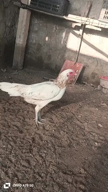 Gà Trắng Mái đã chịu trống. Mua bán Gà tại Huyện Thanh Bình Đồng Tháp được đăng bởi T gà cỏ hình 1