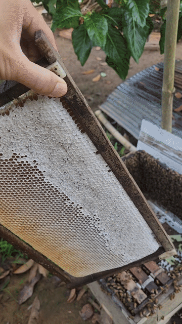 Mật ong hoa nhãn nguyên chất. Mua bán Đồ ăn, thực phẩm và các loại khác tại Quận Ô Môn Cần Thơ được đăng bởi Thang Tran hình 1