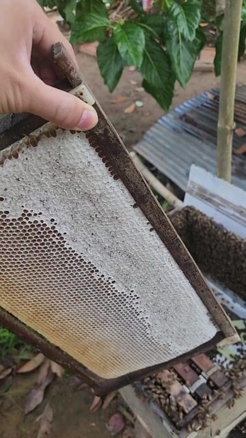 Mật ong hoa nhãn nguyên chất. Mua bán Đồ ăn, thực phẩm và các loại khác tại Quận Ô Môn Cần Thơ được đăng bởi Thang Tran hình 1