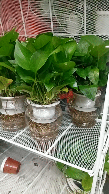 Trầu bà xanh thủy canh màu xanh. Mua bán Cây cảnh, đồ trang trí tại Quận Tân Phú Tp Hồ Chí Minh được đăng bởi Thien Phan hình 1