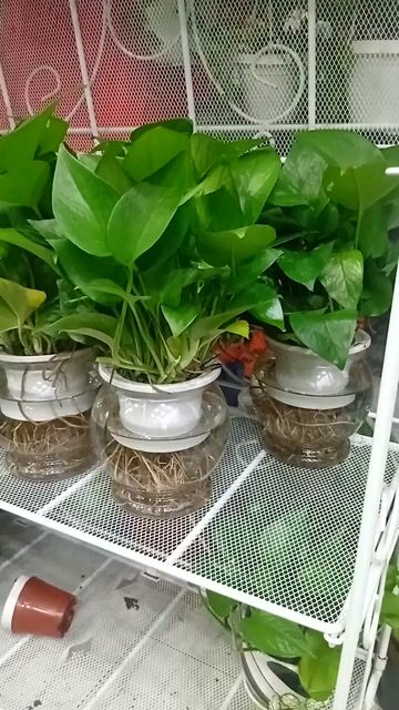 Trầu bà xanh thủy canh màu xanh. Mua bán Cây cảnh, đồ trang trí tại Quận Tân Phú Tp Hồ Chí Minh được đăng bởi Thien Phan hình 1