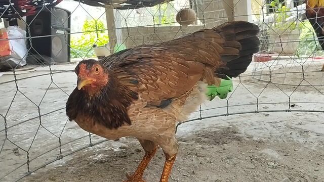 Gà Siu Mỹ 1kg9 tay 1 cục.. vài bữa đẻ. Mua bán Gà tại Huyện Châu Thành An Giang được đăng bởi Nhi Gà Đá hình 1