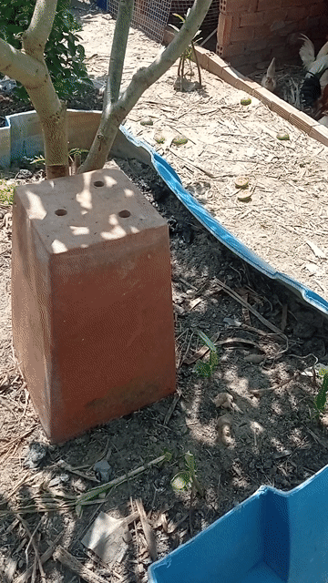 Gà Serama trống nhỏ nhiều màu. Mua bán Gà tại Thành phố Thủ Đức Tp Hồ Chí Minh được đăng bởi Nguyễn ngọc lâm hình 1