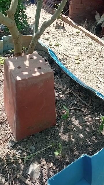 Gà Serama trống nhỏ nhiều màu. Mua bán Gà tại Thành phố Thủ Đức Tp Hồ Chí Minh được đăng bởi Nguyễn ngọc lâm hình 1