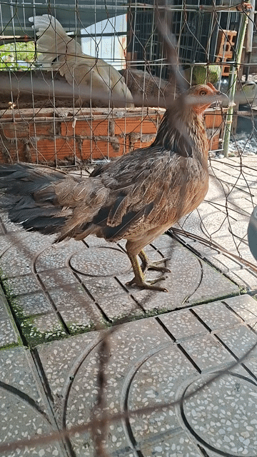 gà mái de. Mua bán Gà tại Huyện Bình Chánh Tp Hồ Chí Minh được đăng bởi CÔNG TUẤN hình 1