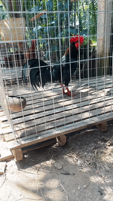 xanh que 3 k1 có lip nhảnh nhot. Mua bán Gà tại Huyện Mỏ Cày Nam Bến Tre được đăng bởi Dương Văn Phi Hùng hình 1