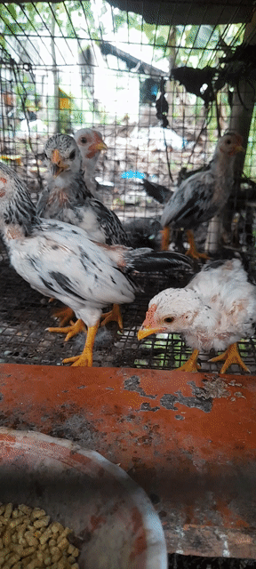 Gà Tre nhỏ 4 trống 1 mái 1.5 tháng đã tiêm. Mua bán Gà tại Huyện Châu Thành Hậu Giang được đăng bởi Vu Le hình 1