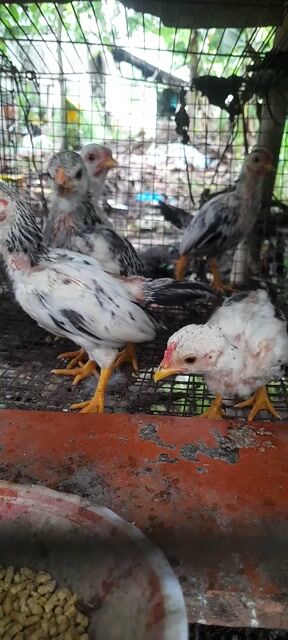 Gà Tre nhỏ 4 trống 1 mái 1.5 tháng đã tiêm. Mua bán Gà tại Huyện Châu Thành Hậu Giang được đăng bởi Vu Le hình 1