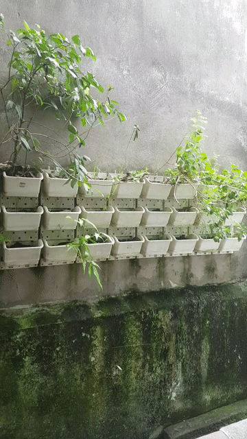 GÀ CON-GÀ ĐÒN CON GIỐNG RẶC BÌNH ĐỊNH TRẠNG LỚN!. Mua bán Gà tại Huyện Bình Chánh Tp Hồ Chí Minh được đăng bởi Bình Pug hình 1