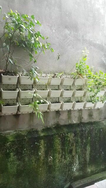 GÀ CON-GÀ ĐÒN CON GIỐNG RẶC BÌNH ĐỊNH TRẠNG LỚN!. Mua bán Gà tại Huyện Bình Chánh Tp Hồ Chí Minh được đăng bởi Bình Pug hình 1