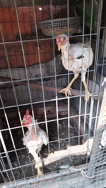 Gà lông bướm Trắng Cả hai Gà tơ. Mua bán Gà tại Thành phố Biên Hòa Đồng Nai được đăng bởi Avu hình 1