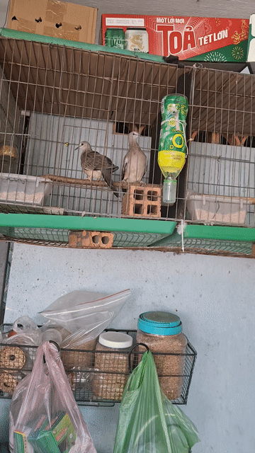 Chim Bồ câu Malaysia Nâu Khỏe mạnh. Mua bán Chim tại Thành phố Thủ Đức Tp Hồ Chí Minh được đăng bởi Nguyễn Văn Út hình 1