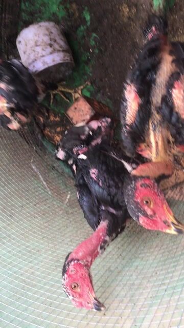 Gà trống 5 con Đà Nẵng. Mua bán Gà tại Quận Liên Chiểu Đà Nẵng được đăng bởi Nguyen Phe Pha hình 1