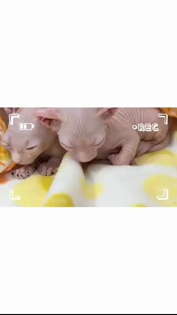 Mèo Sphynx Hồng nhạt 40 ngày đau mắt. Mua bán Mèo tại Quận Gò Vấp Tp Hồ Chí Minh được đăng bởi hanh bupbe bupbe hình 1