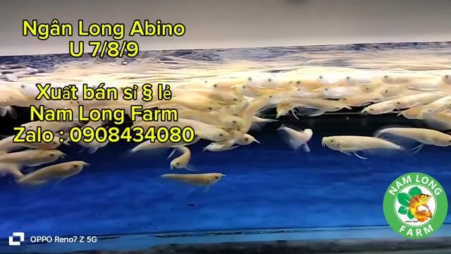 Ngân long Abino size 8/9cm,cá sung,khoẻ,vàng ngà. Mua bán Thú cưng khác tại Quận Bình Tân Tp Hồ Chí Minh được đăng bởi Nam Long Farm hình 1