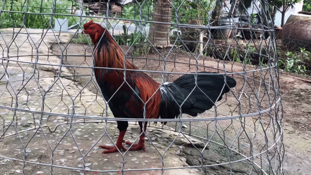 xanh 2k7. Mua bán Gà tại Huyện Châu Thành Bến Tre được đăng bởi văn tài  hình 1