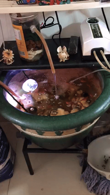 Hồ cá cảnh Gốm sứ trang trí Cổ điển. Mua bán Cây cảnh, đồ trang trí tại Quận 8 Tp Hồ Chí Minh được đăng bởi MESSI hình 1