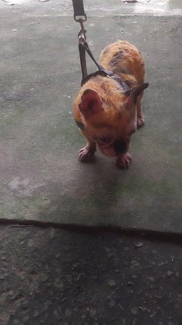 K có tg chăm cà ra đi e nó 2 tuổi rưỡi. Mua bán Chó tại Huyện Bàu Bàng Bình Dương được đăng bởi Nguyễn Văn Hòa hình 1