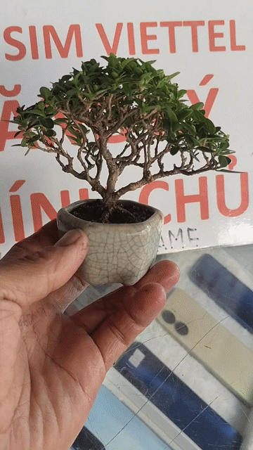Cây cảnh Bonsai mini Sam hương. Mua bán Cây cảnh, đồ trang trí tại Thị xã Tân Uyên Bình Dương được đăng bởi bonsai mini hình 1