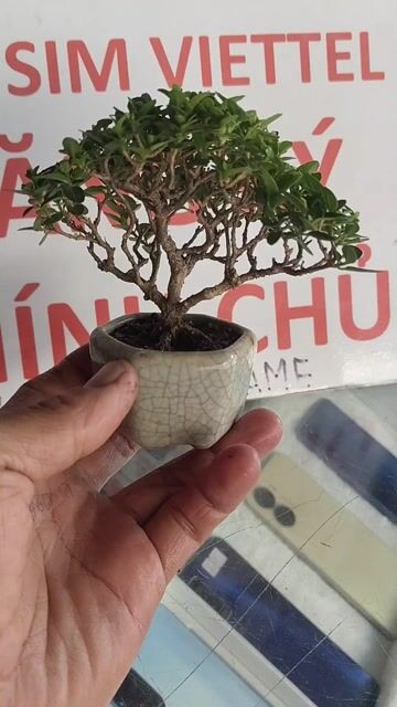 Cây cảnh Bonsai mini Sam hương. Mua bán Cây cảnh, đồ trang trí tại Thị xã Tân Uyên Bình Dương được đăng bởi bonsai mini hình 1